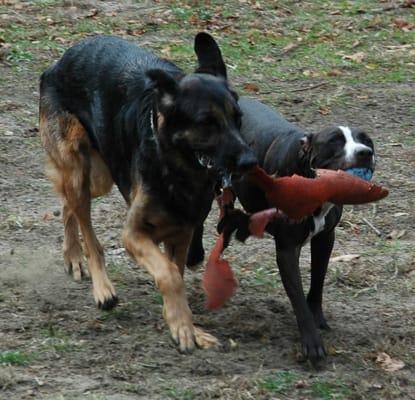 Country Haven Kennels