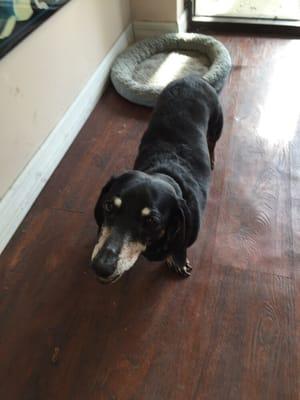 Do NOT forget to give Angel a treat before you leave. Just look on the counter in the dish.