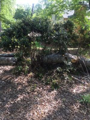 Holly bush that they destroyed when dropping the tree