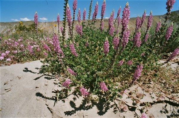 Colorful purple flowers at edge of dry wash in Coyote Canyon. Mountains in distance.