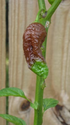 Chocolate Bhut Jolokia