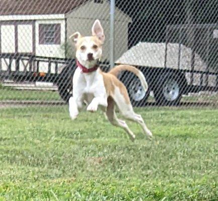 Denise captured Lottie mid-zoomie :)