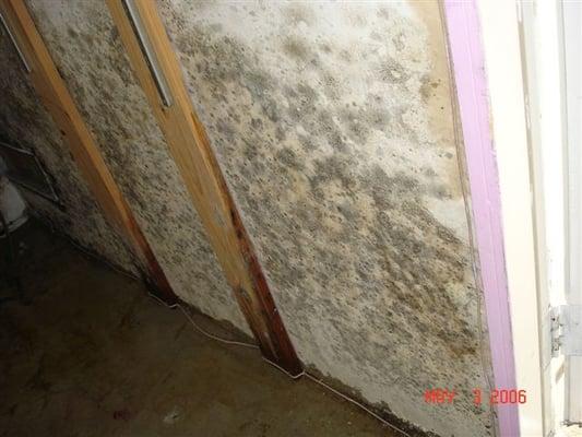 Mold infested Wall