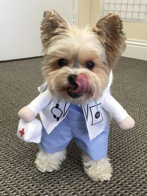 Nurse Bella, Dr. Zand's dog loves to greet our patients!