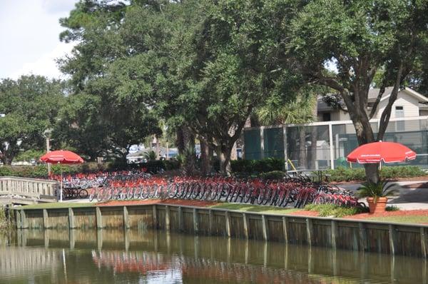 Hilton Head at it's finest: bikes and oak trees!