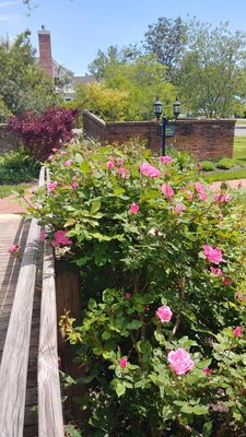 Beautiful roses in front