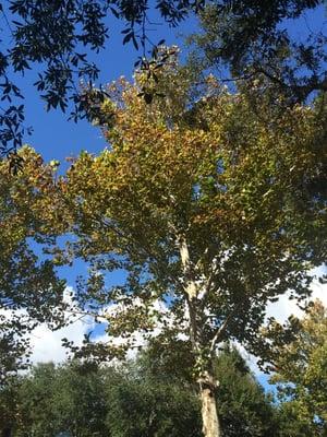 The trees at the park.