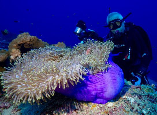 Denis Burger checking out an anemone and little buddies. Denis has been a loyal diver with Aquatic Sports since 1970.