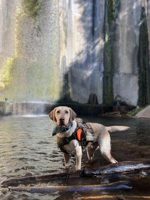 Playing in the dam