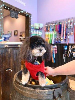 Buddies Pet Spa