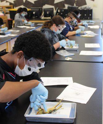 Frog dissection