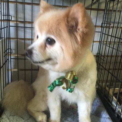 Pom ready for St. Patrick's festivities.