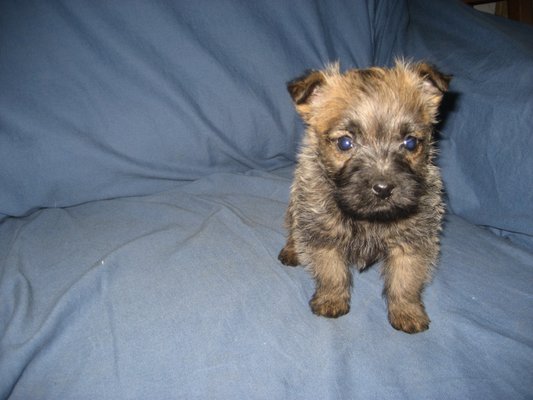 Cairn Terrier pup