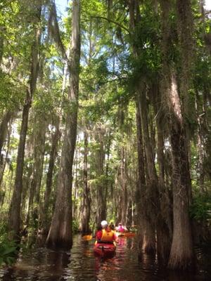 Spanish moss, brackish water, beautiful!