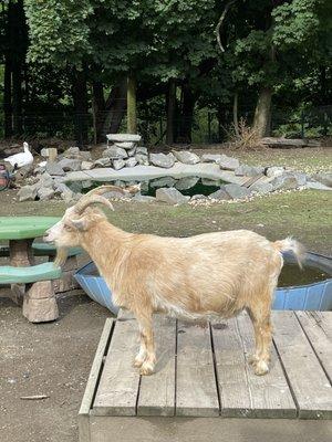 Goat friend next door