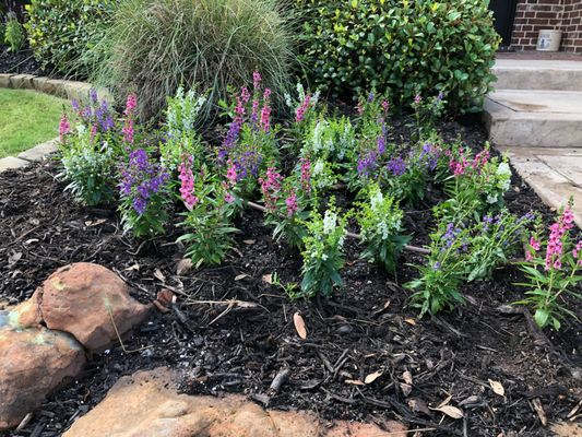 Angelonia flowers are great as summer annuals and many times called "flameproof" due to their ability to withstand the heat.