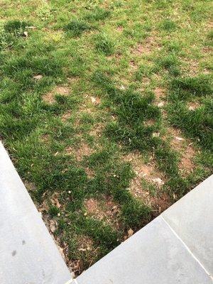 Various areas of the lawn. This spot was overseeded in the fall by ATI.