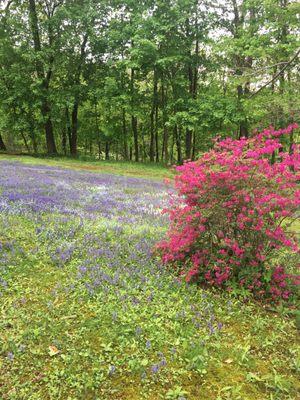 Beautiful spring popping out