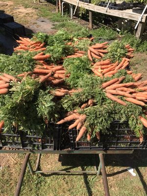 Abundant carrot harvest