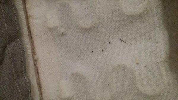 Mice feces and hairs in furniture prior to having to throw out