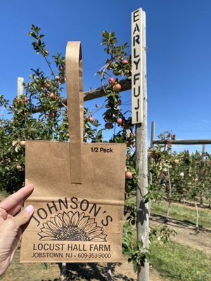 Apple farm/picking