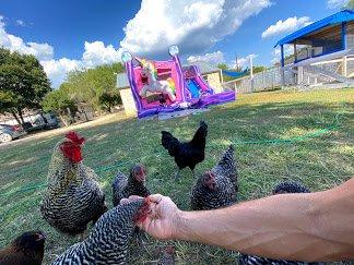 Bouncy House Chicken Birthday Party Texas Style!