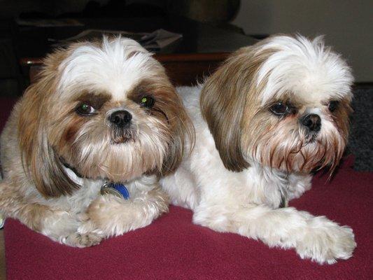 Nicky and Roxie.   "Sooo, the treat you promised us if we posed for this picture?"