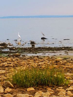 An Egret accompanied by a Grey Heron. Beauties! - (10/03/2021)