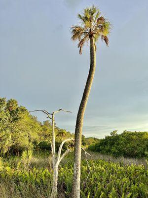 Alafia Scrub Nature Preserve