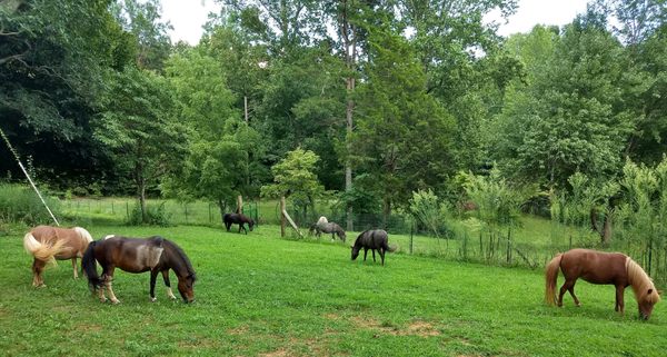 Pasture time!