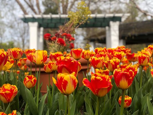 Tulips in bloom