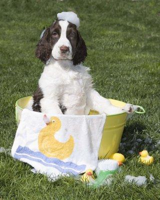 Summertime Springer Bath