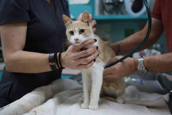 Checking your pet's heart rate is an important part of every wellness exam. Here, Dr. Tate Posey listens to this patient's he...