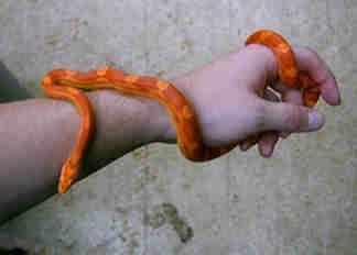 Texas Corn Snake