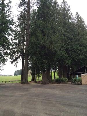 Trees and west side from parking lot