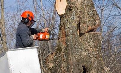 Langford Tree Service