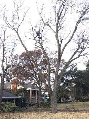 Now is also a good time for Deadwood Pruning.