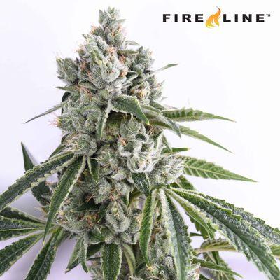 White Fire OG Kush