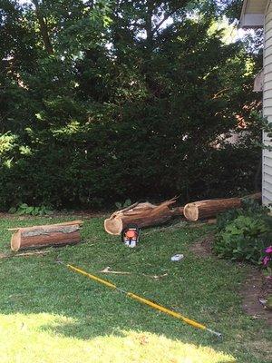 Sawed up pieces heading to the chipper.