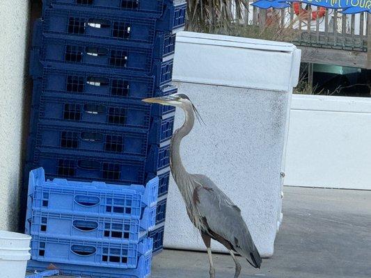 Herring waiting