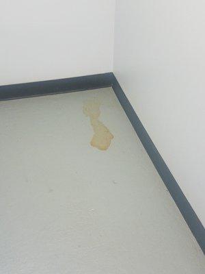 Urine left in the hallway for 4 days