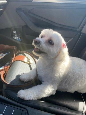 Just picked up from the groomers !