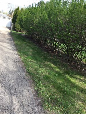 Leaves get caught in between these bushes all the time nice to see them all cleared out!