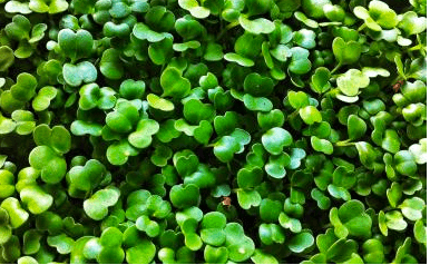 True Leaves Microgreens