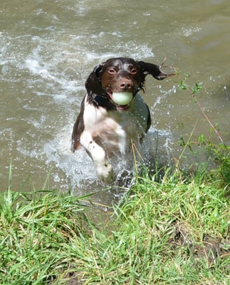 Doggone Farm