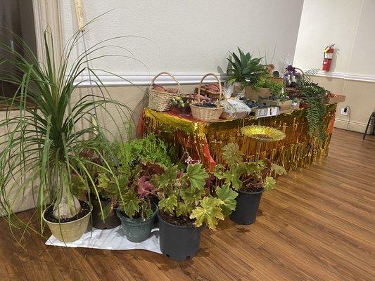 Donated plants for auction