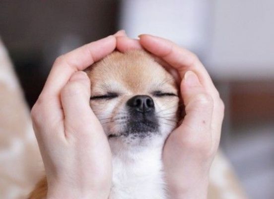 Reiki for Pets