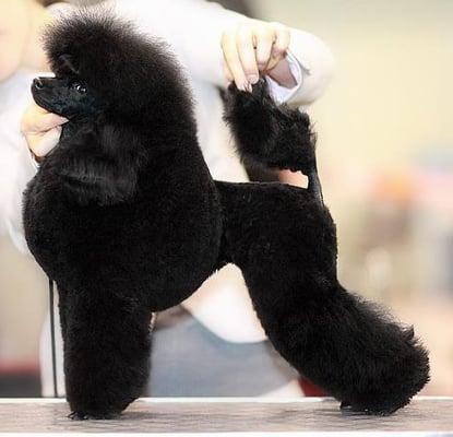 Scandinavian clip on a toy poodle