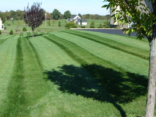 Leaf Removal/Yard Cleanup