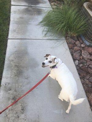 Taking a midday stroll! We love our walks too!!